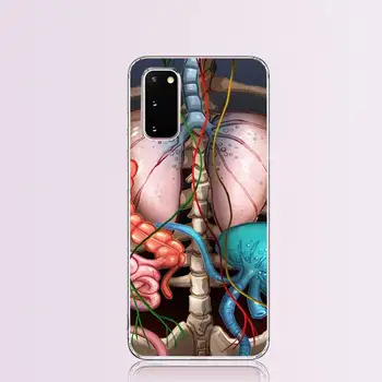 Karšta Širdis, Gamtos Žmogaus Anatomijos Gydytojas, Telefono dėklas, skirtas Samsung S9 plus S5 S6 S7 krašto S8 S10 plius