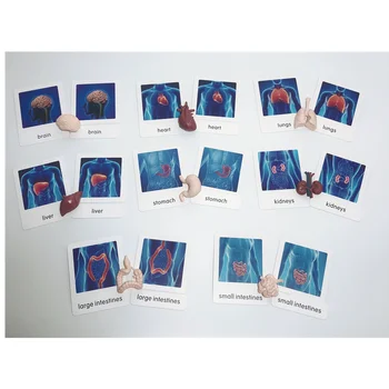 Žmogaus Organų Modelis Žaislas su Kortelėmis Montessori Mokymo Įranga Vaikai Biologijos Ankstyvojo Mokymo Priemones, Mokymo priemones Vaikams