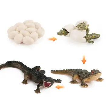 Modelis Žaislas Modeliavimas Gyvūnų Projektavimo Pradžioje Švietimo Plastiko Mokymosi Augimo Ciklo Miniatiūrinių figūrėlių Vaikams