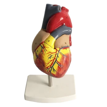 Naujas Žmogaus Širdies Modelis, Gyvenimo Dydis, 2 Dalių x 4.72 4.72 x 9.84 colių