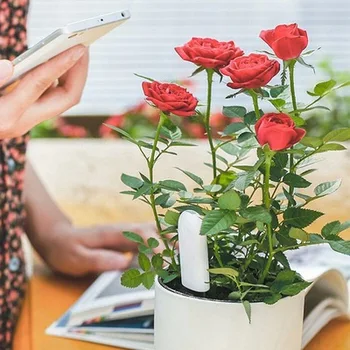 Xiaomi gėlių ir žolės detektorius vazoninių augalų dirvožemio įdirbimo maistinių medžiagų drėgmės ir temperatūros monitoringo smart gėlių įdėklai