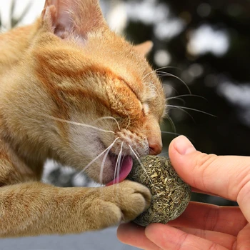 Katė Gamtos Katžolių Žaislai Mentolio Skonio Kačiukas Gydyti Kamuolys Kačių Žaisti Dantų Valymo Žaislas